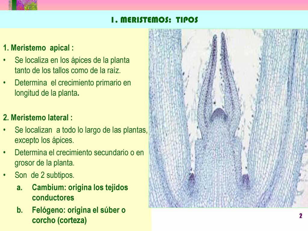 1. MERISTEMOS: TIPOS 1. Meristemo apical : Se localiza en los ápices de la planta tanto de los tallos como de la raíz.