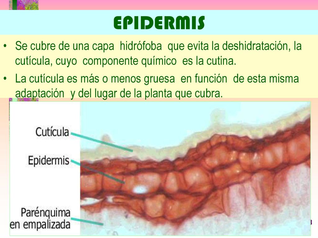 EPIDERMIS Se cubre de una capa hidrófoba que evita la deshidratación, la cutícula, cuyo componente químico es la cutina.