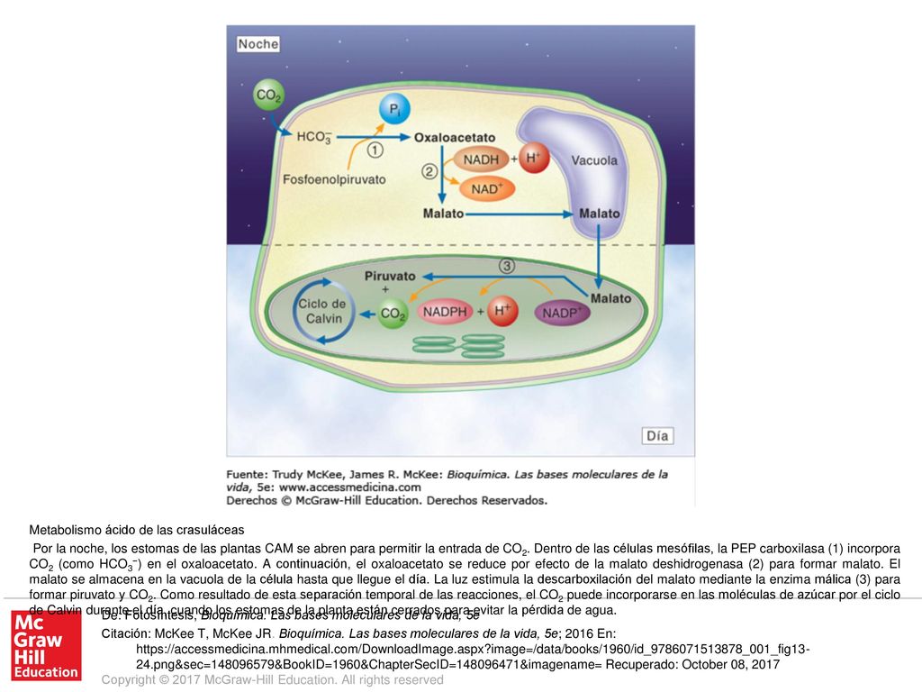 Por la noche, los estomas de las plantas CAM se abren para permitir la entrada de CO2. Dentro de las células mesófilas, la PEP carboxilasa (1) incorpora CO2 (como HCO3−) en el oxaloacetato. A continuación, el oxaloacetato se reduce por efecto de la malato deshidrogenasa (2) para formar malato. El malato se almacena en la vacuola de la célula hasta que llegue el día. La luz estimula la descarboxilación del malato mediante la enzima málica (3) para formar piruvato y CO2. Como resultado de esta separación temporal de las reacciones, el CO2 puede incorporarse en las moléculas de azúcar por el ciclo de Calvin durante el día, cuando los estomas de la planta están cerrados para evitar la pérdida de agua.