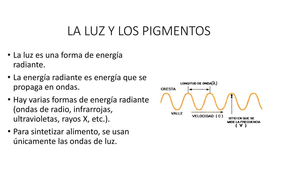 LA LUZ Y LOS PIGMENTOS La luz es una forma de energía radiante.