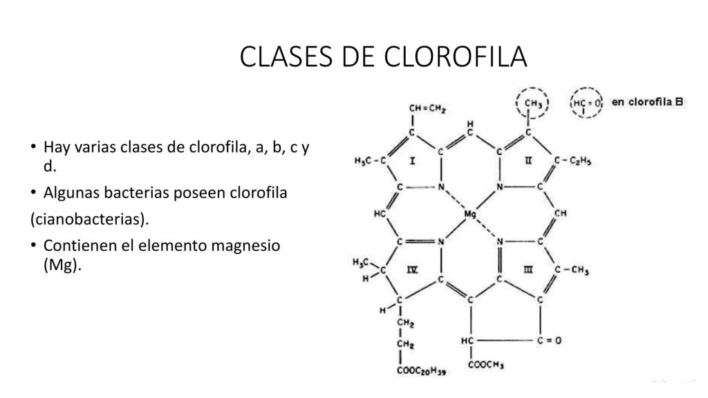 CLASES DE CLOROFILA Hay varias clases de clorofila, a, b, c y d.