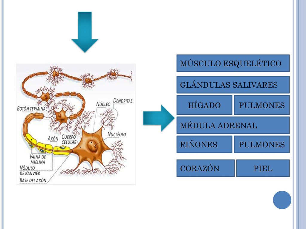 MÚSCULO ESQUELÉTICO GLÁNDULAS SALIVARES. HÍGADO. PULMONES. MÉDULA ADRENAL. RIÑONES. PULMONES. CORAZÓN.