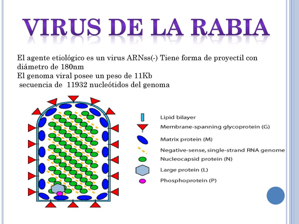 Virus de la rabia El agente etiológico es un virus ARNss(-) Tiene forma de proyectil con diámetro de 180nm.