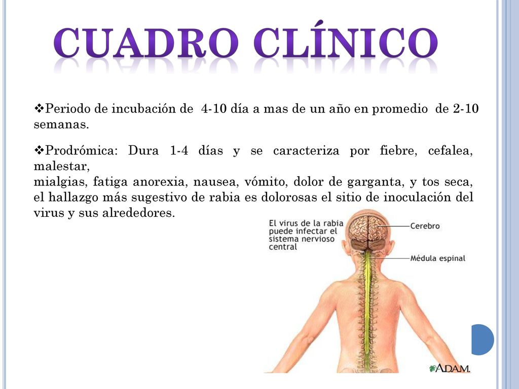 Cuadro clínico Periodo de incubación de 4-10 día a mas de un año en promedio de 2-10 semanas.