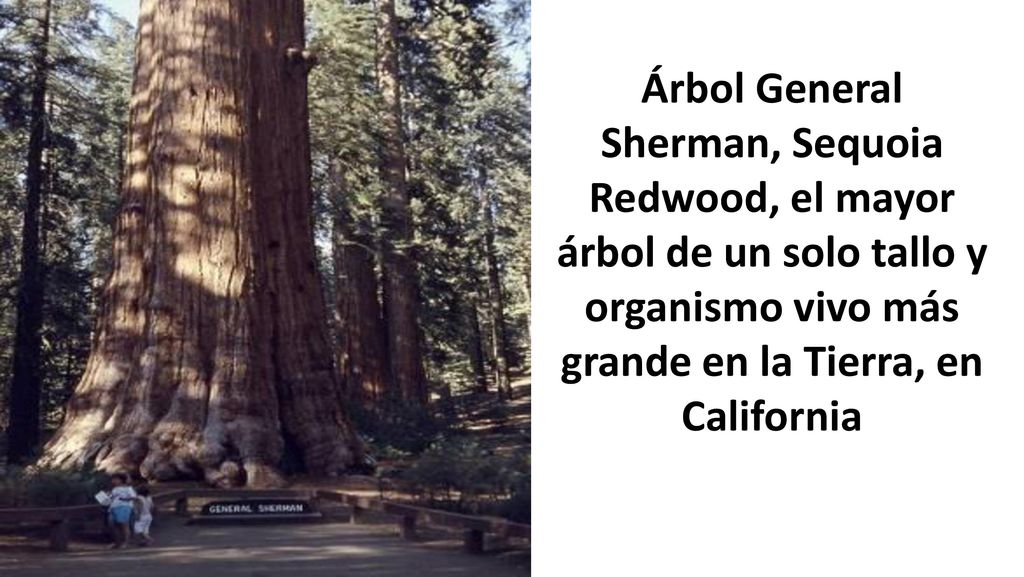 Árbol General Sherman, Sequoia Redwood, el mayor árbol de un solo tallo y organismo vivo más grande en la Tierra, en California