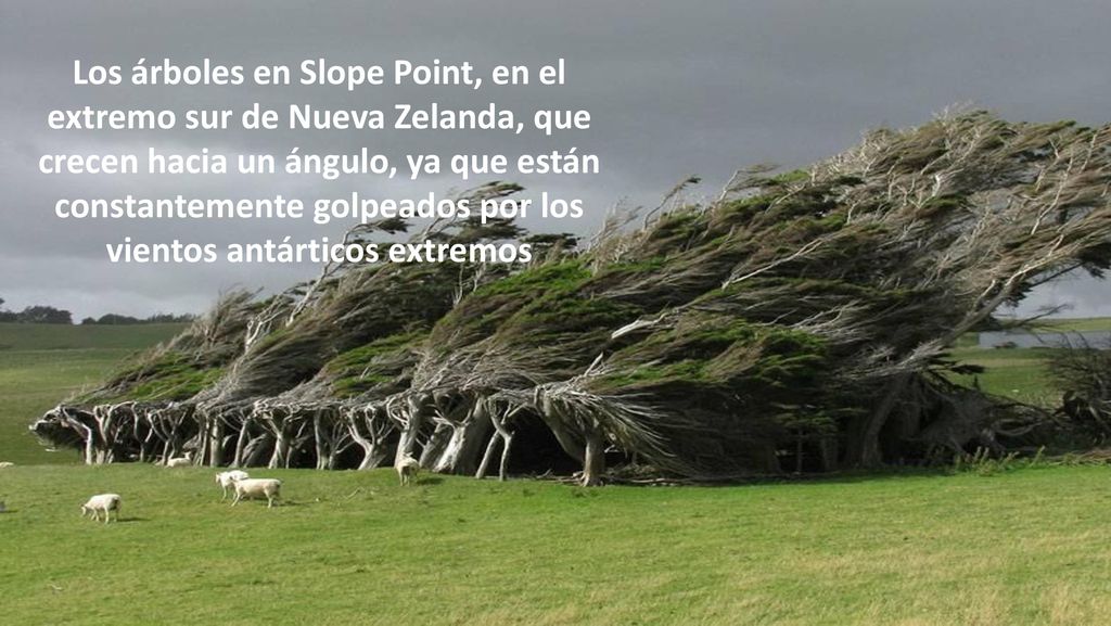 Los árboles en Slope Point, en el extremo sur de Nueva Zelanda, que crecen hacia un ángulo, ya que están constantemente golpeados por los vientos antárticos extremos