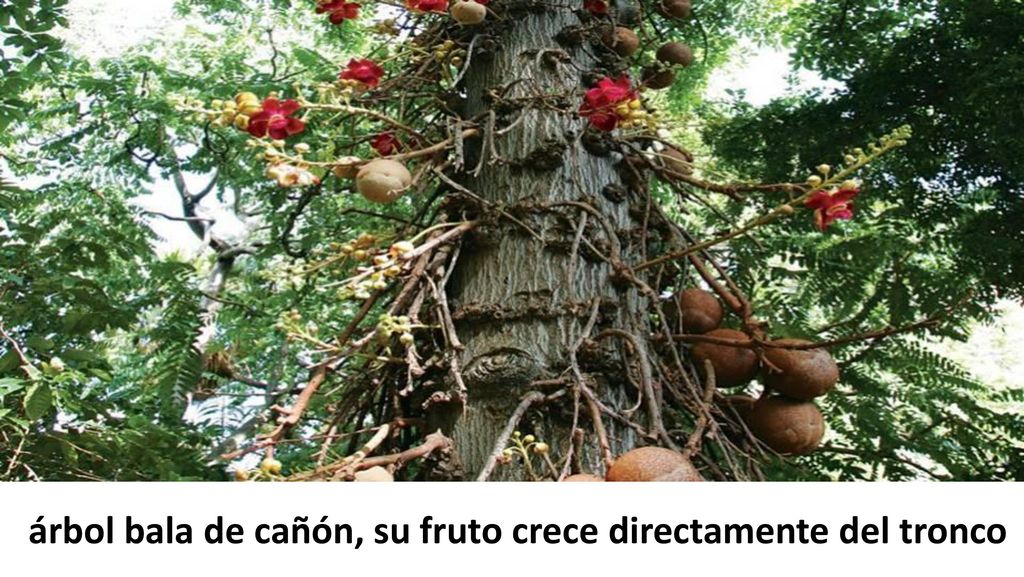 árbol bala de cañón, su fruto crece directamente del tronco