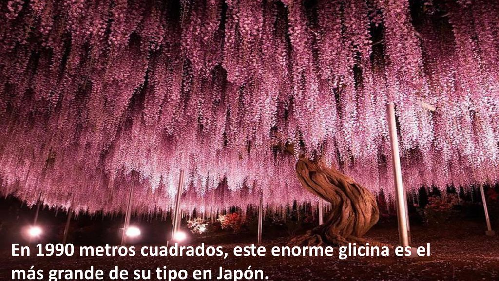 En 1990 metros cuadrados, este enorme glicina es el más grande de su tipo en Japón.