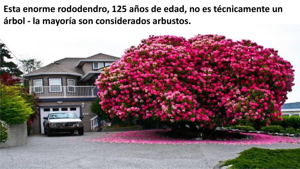 Esta enorme rododendro, 125 años de edad, no es técnicamente un árbol - la mayoría son considerados arbustos.