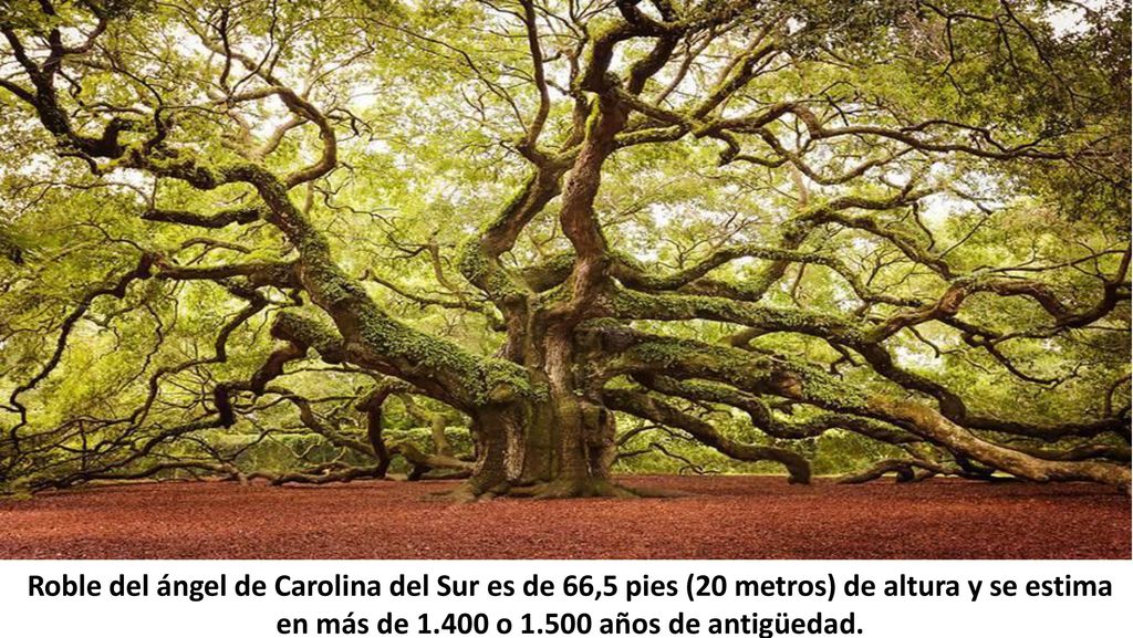 Roble del ángel de Carolina del Sur es de 66,5 pies (20 metros) de altura y se estima en más de o años de antigüedad.