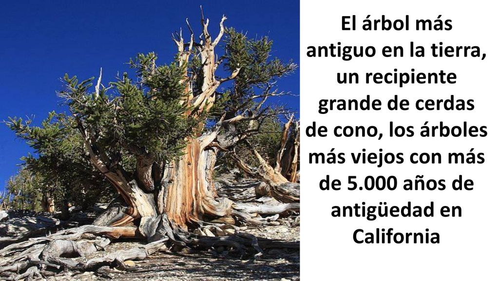 El árbol más antiguo en la tierra, un recipiente grande de cerdas de cono, los árboles más viejos con más de años de antigüedad en California