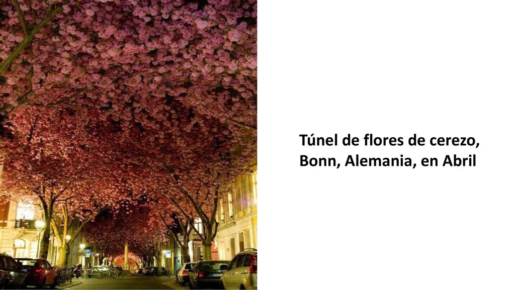 Túnel de flores de cerezo, Bonn, Alemania, en Abril