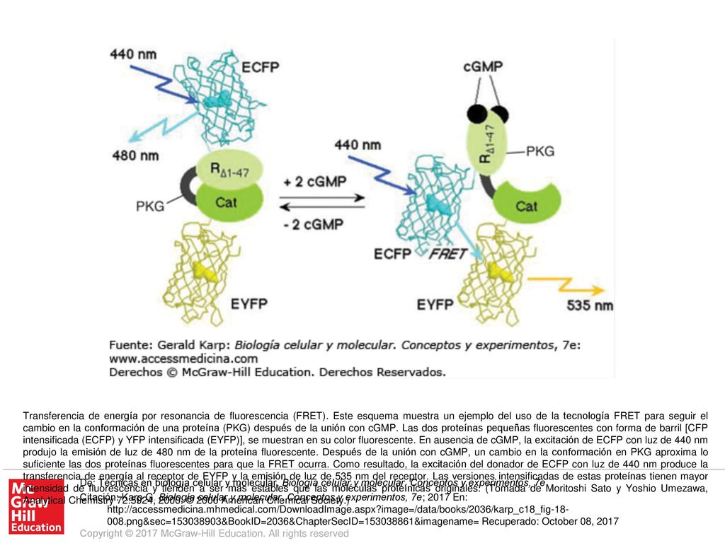 Transferencia de energía por resonancia de fluorescencia (FRET)