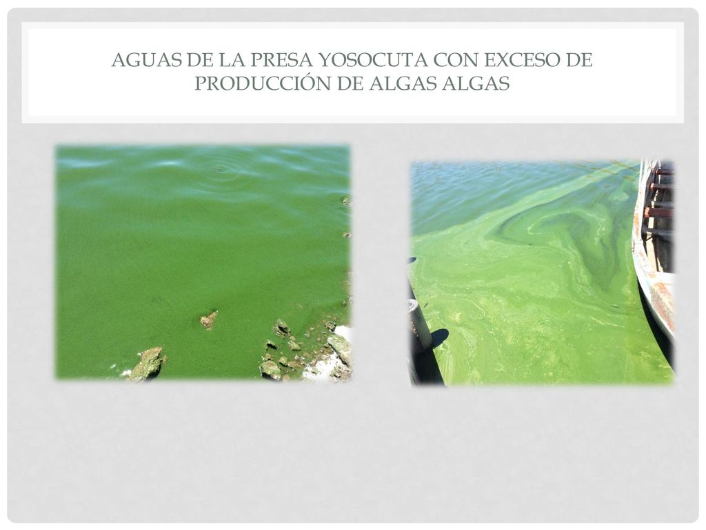 Aguas de la presa Yosocuta con exceso de producción de algas algas