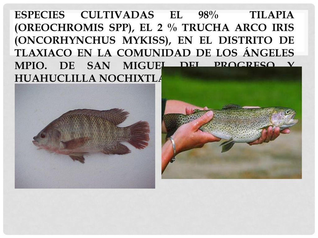 Especies cultivadas el 98% tilapia (oreochromis spp), el 2 % trucha arco iris (Oncorhynchus mykiss), en el distrito de Tlaxiaco en la comunidad de los ángeles Mpio.