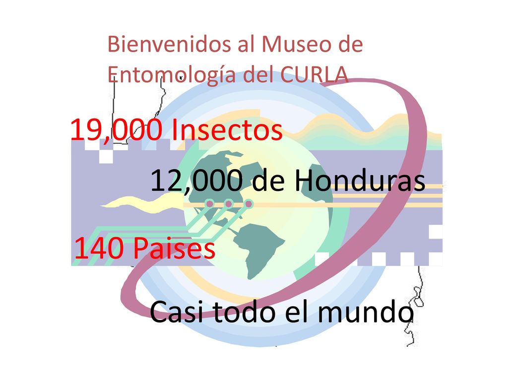 19,000 Insectos 12,000 de Honduras 140 Paises Casi todo el mundo
