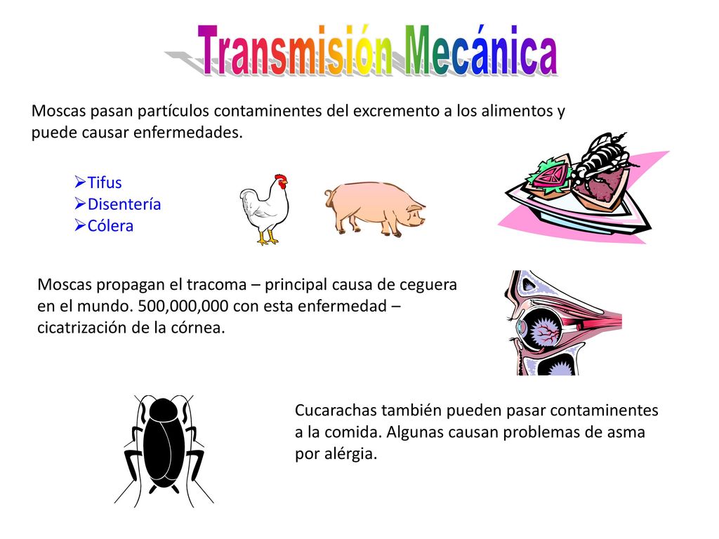 Transmisión Mecánica Moscas pasan partículos contaminentes del excremento a los alimentos y puede causar enfermedades.