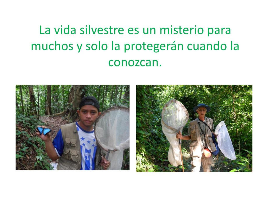 La vida silvestre es un misterio para muchos y solo la protegerán cuando la conozcan.