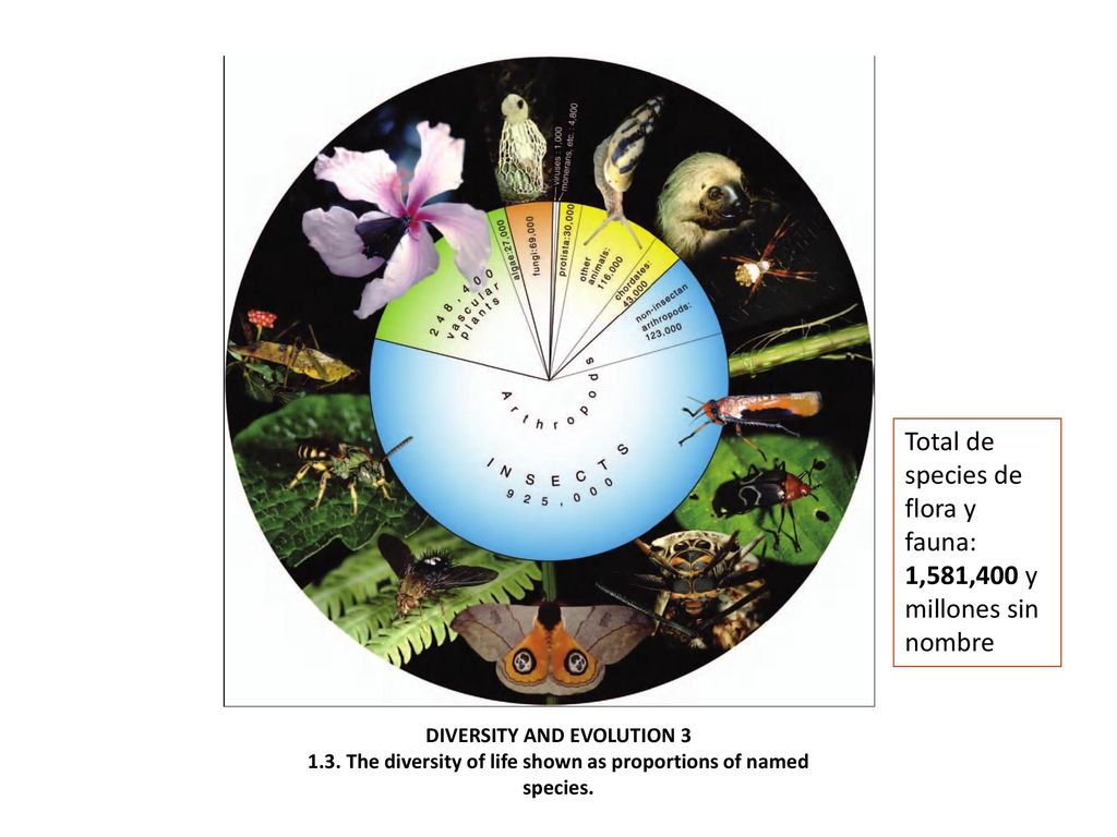 Total de species de flora y fauna: 1,581,400 y millones sin nombre