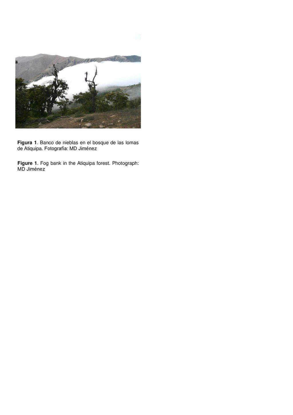 Figura 1. Banco de nieblas en el bosque de las lomas de Atiquipa