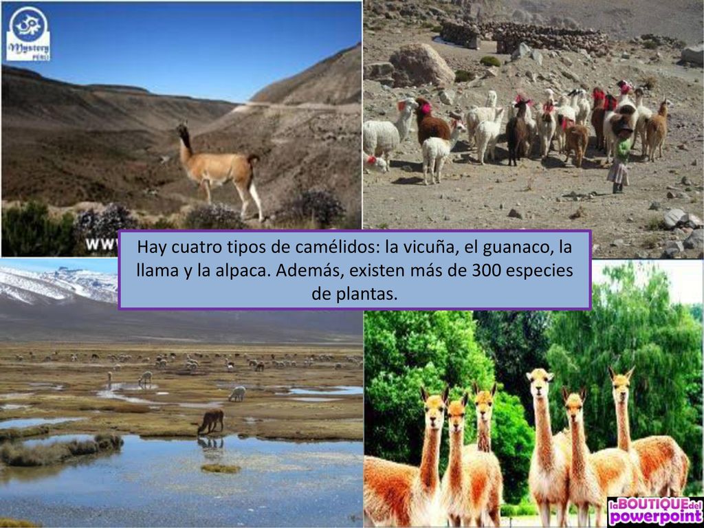 Hay cuatro tipos de camélidos: la vicuña, el guanaco, la llama y la alpaca.