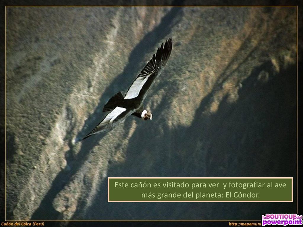 Este cañón es visitado para ver y fotografiar al ave más grande del planeta: El Cóndor.