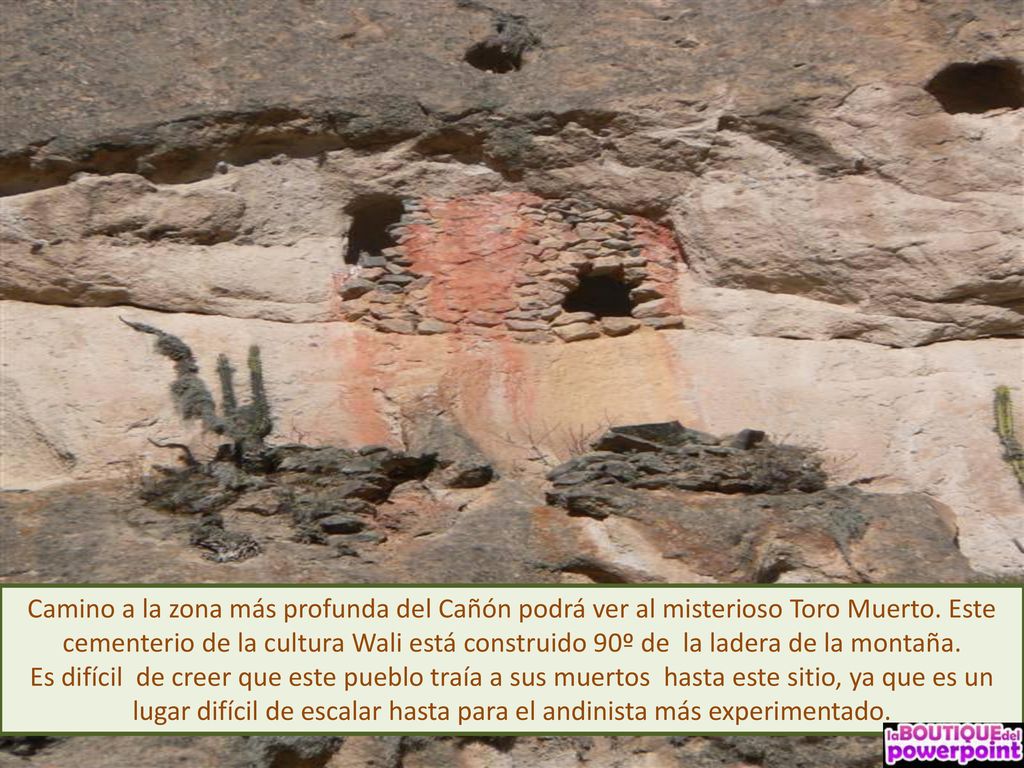 Camino a la zona más profunda del Cañón podrá ver al misterioso Toro Muerto. Este cementerio de la cultura Wali está construido 90º de la ladera de la montaña.