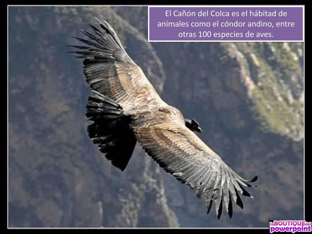 El Cañón del Colca es el hábitad de animales como el cóndor andino, entre otras 100 especies de aves.