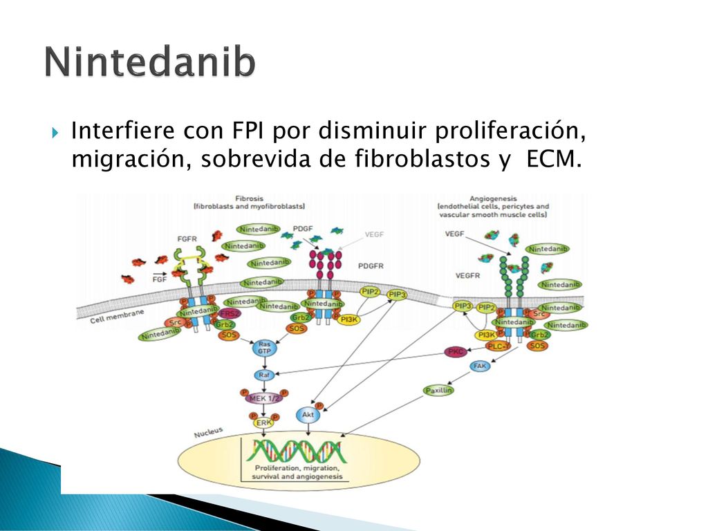 Nintedanib Interfiere con FPI por disminuir proliferación, migración, sobrevida de fibroblastos y ECM.