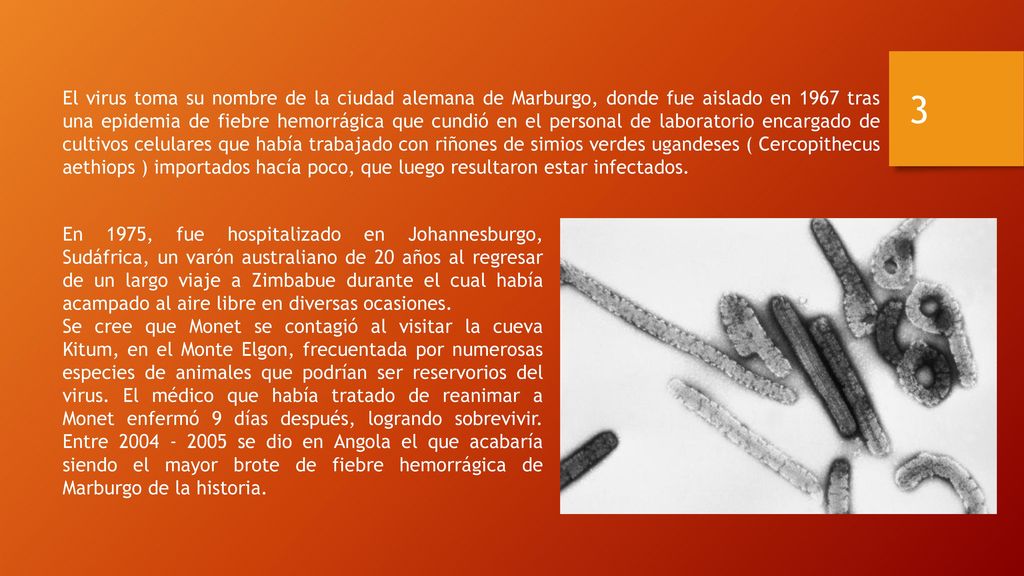 El virus toma su nombre de la ciudad alemana de Marburgo, donde fue aislado en 1967 tras una epidemia de fiebre hemorrágica que cundió en el personal de laboratorio encargado de cultivos celulares que había trabajado con riñones de simios verdes ugandeses ( Cercopithecus aethiops ) importados hacía poco, que luego resultaron estar infectados.