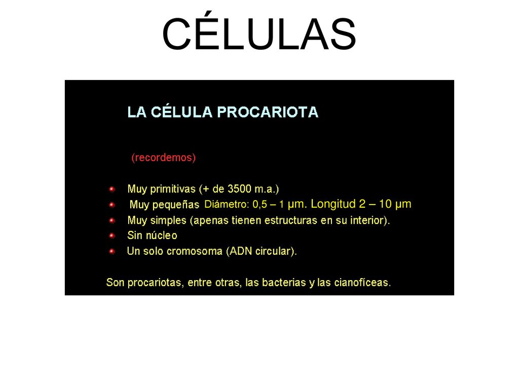CÉLULAS Diámetro: 0,5 – 1 μm. Longitud 2 – 10 μm 29