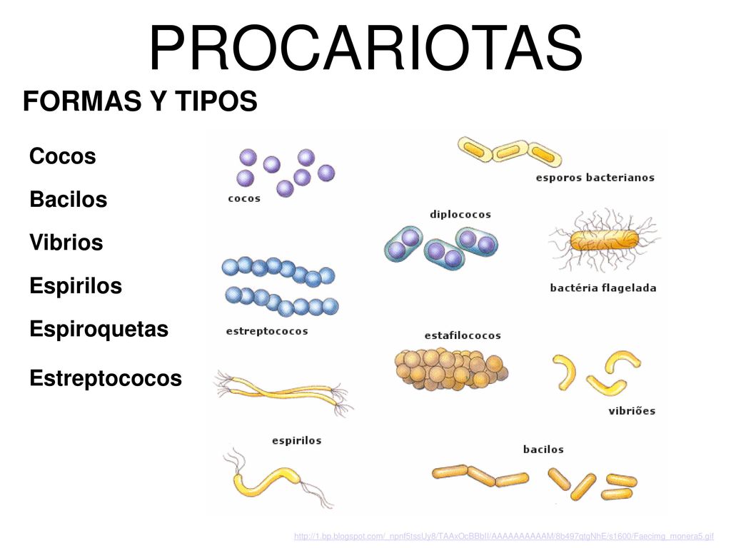 PROCARIOTAS FORMAS Y TIPOS Cocos Bacilos Vibrios Espirilos