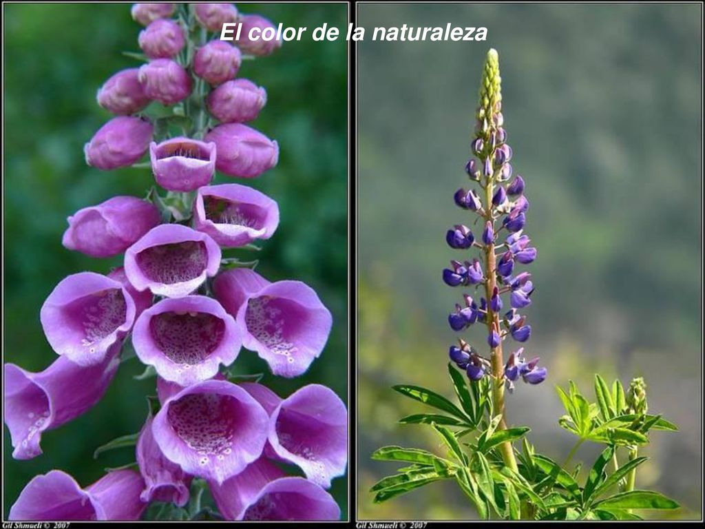 El color de la naturaleza