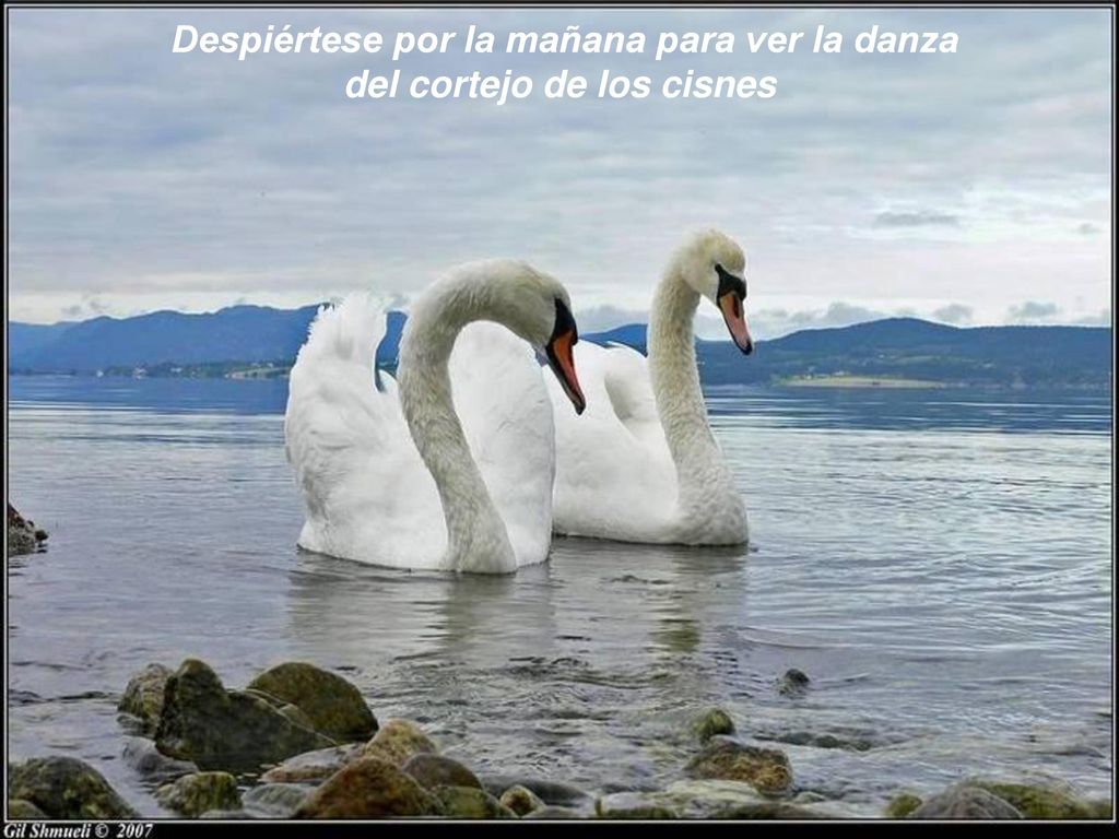 Despiértese por la mañana para ver la danza del cortejo de los cisnes