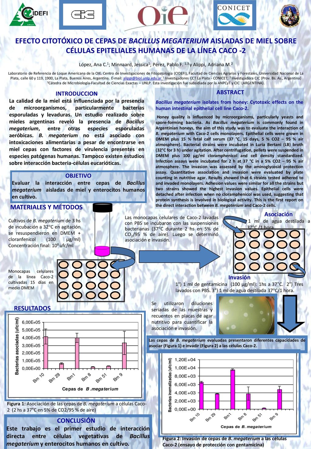 EFECTO CITOTÓXICO DE CEPAS DE BACILLUS MEGATERIUM AISLADAS DE MIEL SOBRE CÉLULAS EPITELIALES HUMANAS DE LA LÍNEA CACO -2