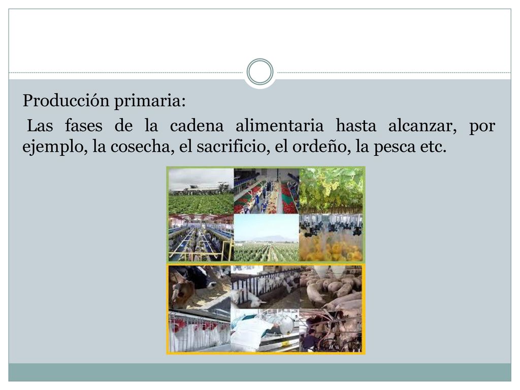 Producción primaria: Las fases de la cadena alimentaria hasta alcanzar, por ejemplo, la cosecha, el sacrificio, el ordeño, la pesca etc.
