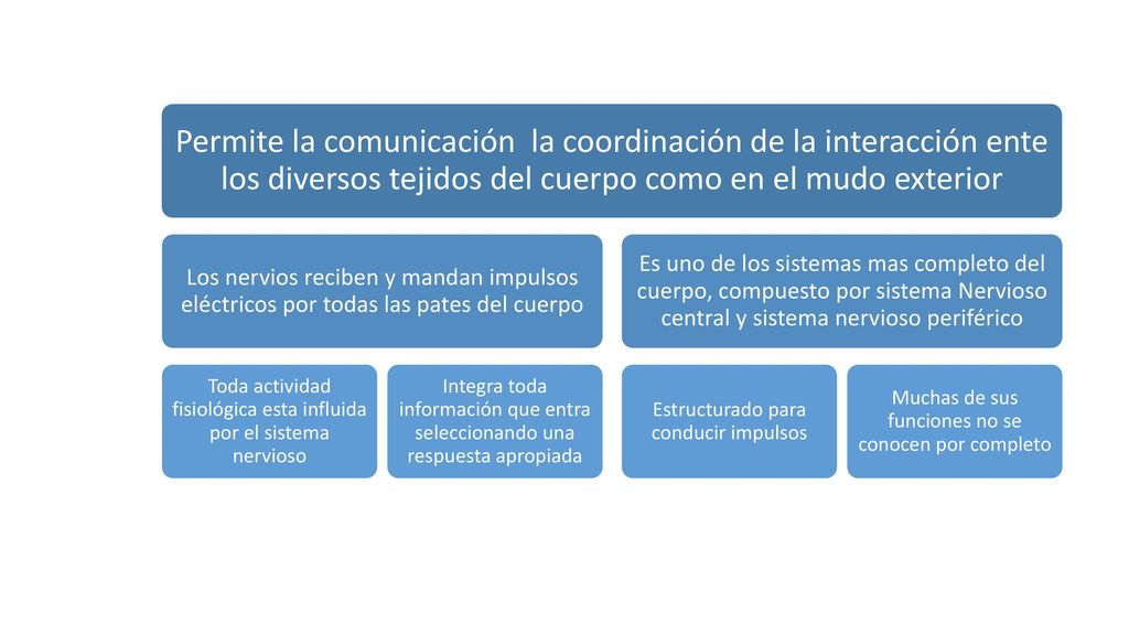 Permite la comunicación la coordinación de la interacción ente los diversos tejidos del cuerpo como en el mudo exterior