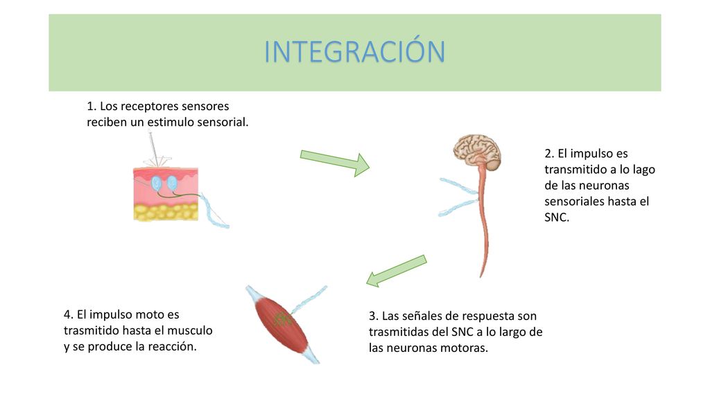 INTEGRACIÓN 1. Los receptores sensores reciben un estimulo sensorial.