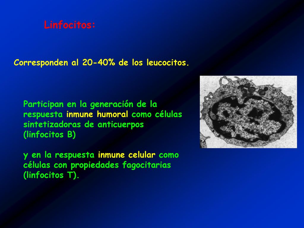 Linfocitos: Corresponden al 20-40% de los leucocitos.