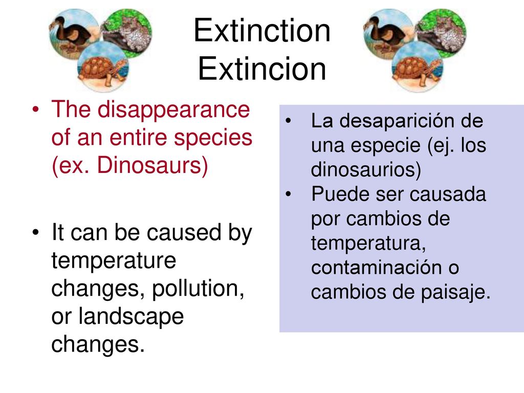 Extinction Extincion The disappearance of an entire species (ex. Dinosaurs)