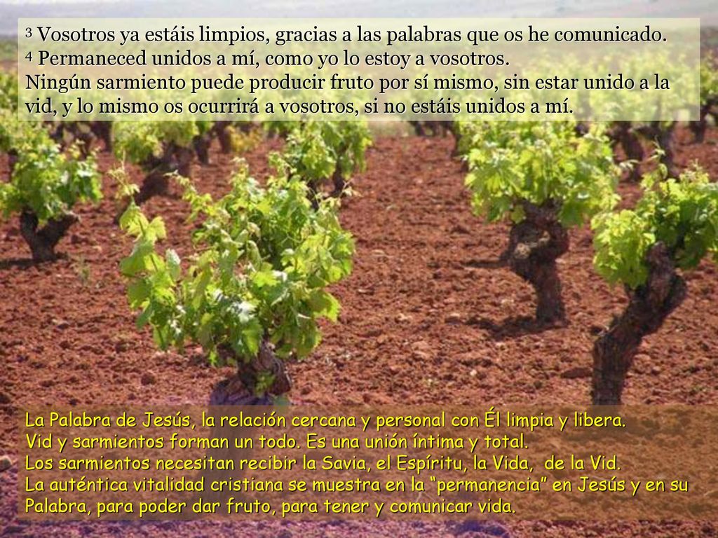 3 Vosotros ya estáis limpios, gracias a las palabras que os he comunicado. 4 Permaneced unidos a mí, como yo lo estoy a vosotros. Ningún sarmiento puede producir fruto por sí mismo, sin estar unido a la vid, y lo mismo os ocurrirá a vosotros, si no estáis unidos a mí.