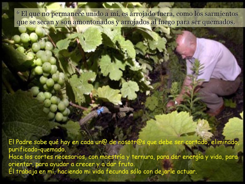 6 El que no permanece unido a mí, es arrojado fuera, como los sarmientos que se secan y son amontonados y arrojados al fuego para ser quemados.