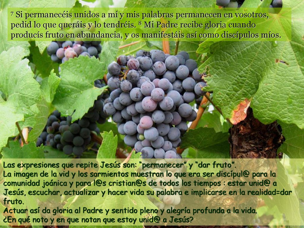 7 Si permanecéis unidos a mí y mis palabras permanecen en vosotros, pedid lo que queráis y lo tendréis. 8 Mi Padre recibe gloria cuando producís fruto en abundancia, y os manifestáis así como discípulos míos.