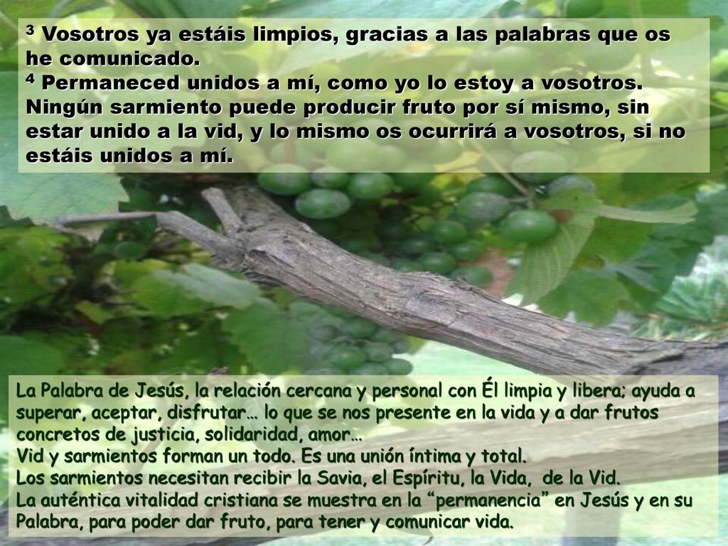 3 Vosotros ya estáis limpios, gracias a las palabras que os he comunicado. 4 Permaneced unidos a mí, como yo lo estoy a vosotros. Ningún sarmiento puede producir fruto por sí mismo, sin estar unido a la vid, y lo mismo os ocurrirá a vosotros, si no estáis unidos a mí.