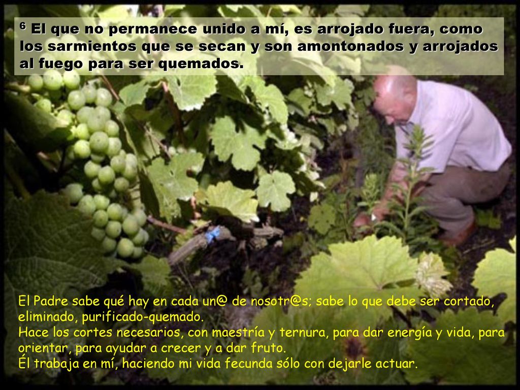 6 El que no permanece unido a mí, es arrojado fuera, como los sarmientos que se secan y son amontonados y arrojados al fuego para ser quemados.