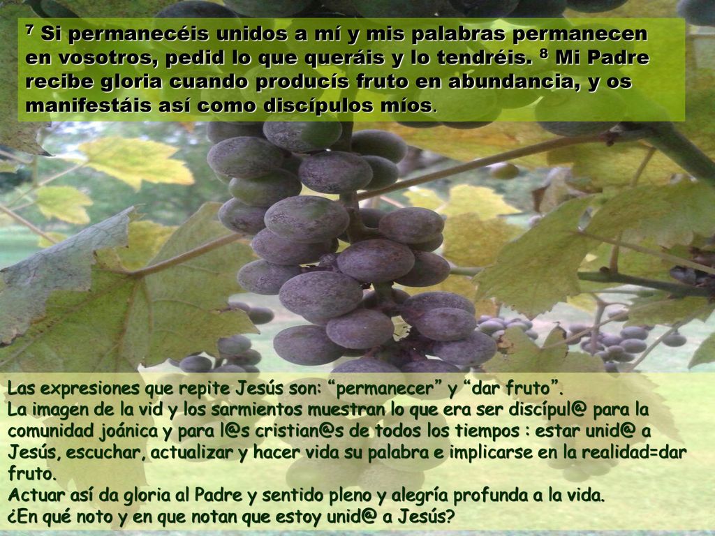 7 Si permanecéis unidos a mí y mis palabras permanecen en vosotros, pedid lo que queráis y lo tendréis. 8 Mi Padre recibe gloria cuando producís fruto en abundancia, y os manifestáis así como discípulos míos.