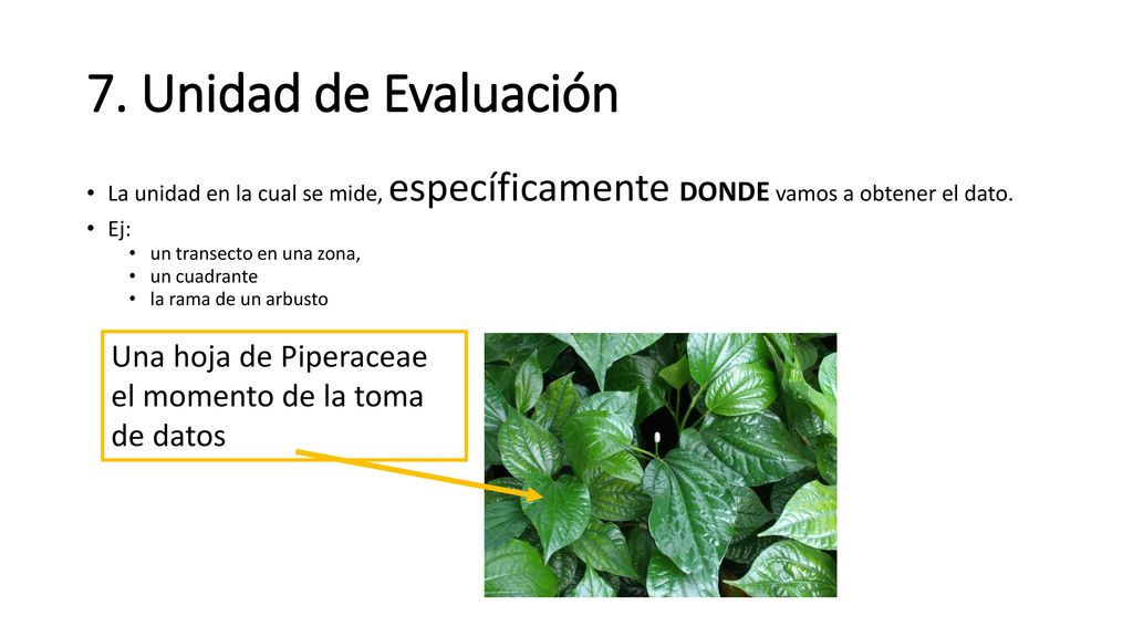 7. Unidad de Evaluación La unidad en la cual se mide, específicamente DONDE vamos a obtener el dato.