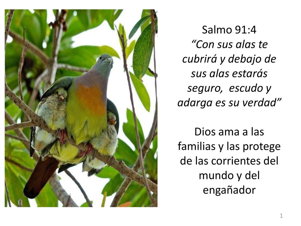 Salmo 91:4 Con sus alas te cubrirá y debajo de sus alas estarás seguro, escudo y adarga es su verdad Dios ama a las familias y las protege de las corrientes del mundo y del engañador
