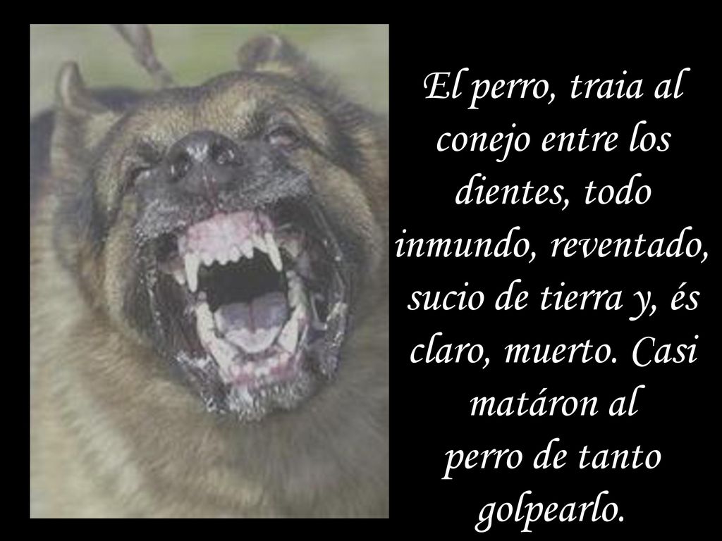 El perro, traia al conejo entre los dientes, todo inmundo, reventado, sucio de tierra y, és claro, muerto.