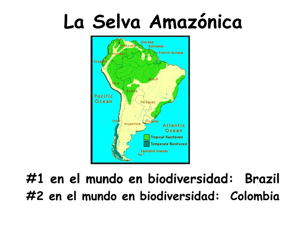 La Selva Amazónica #1 en el mundo en biodiversidad: Brazil